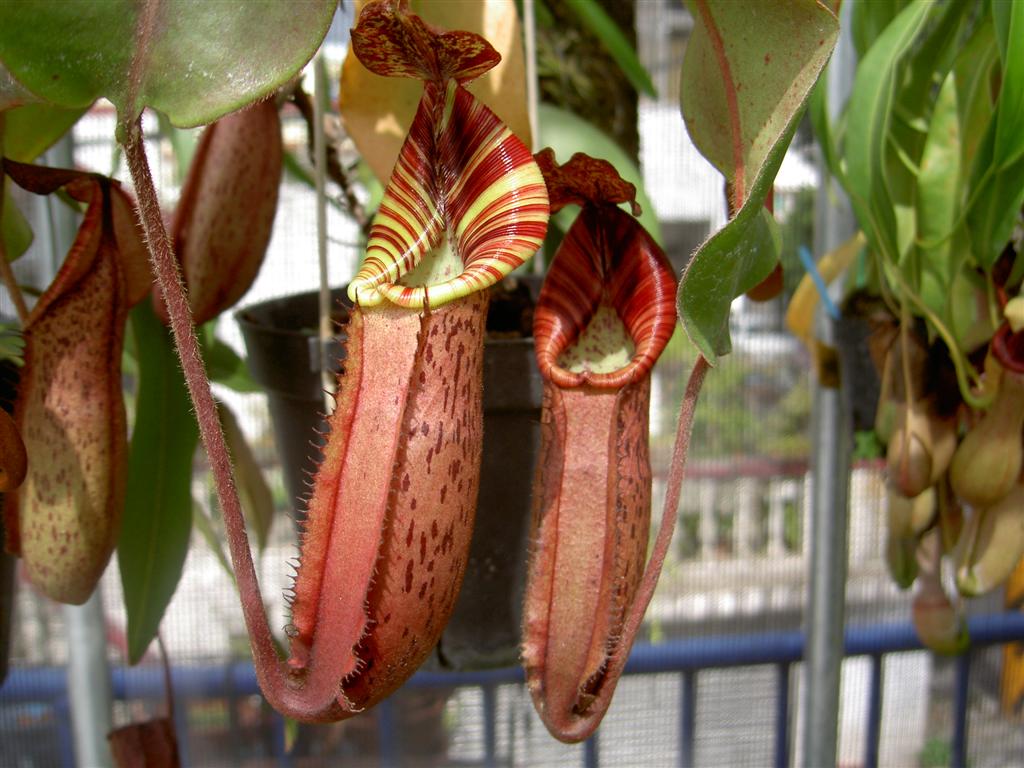 Nepenthes spectabilis x veitchii 5